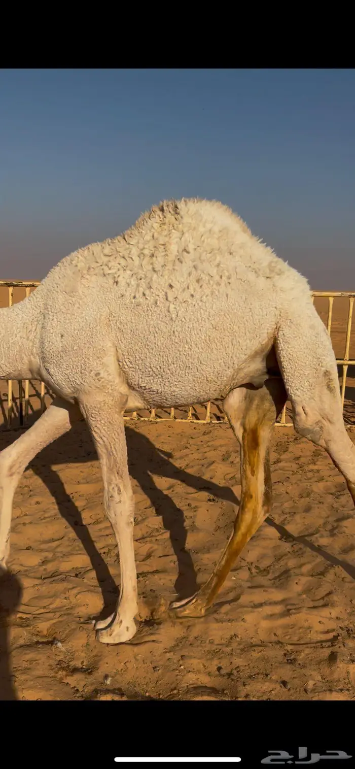 قعدان قصب طيبه بريات وشرط أنهن افحول 4