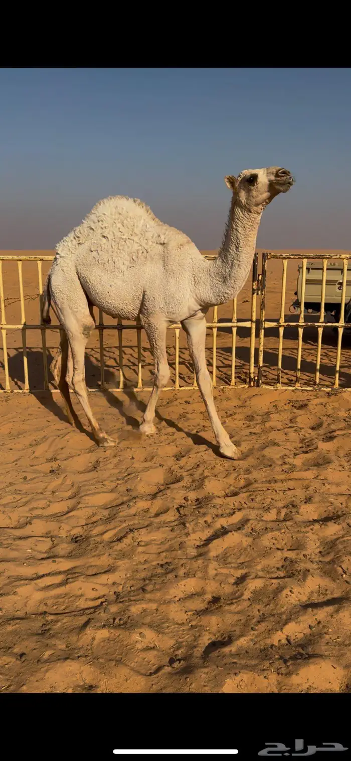 قعدان قصب طيبه بريات وشرط أنهن افحول 5