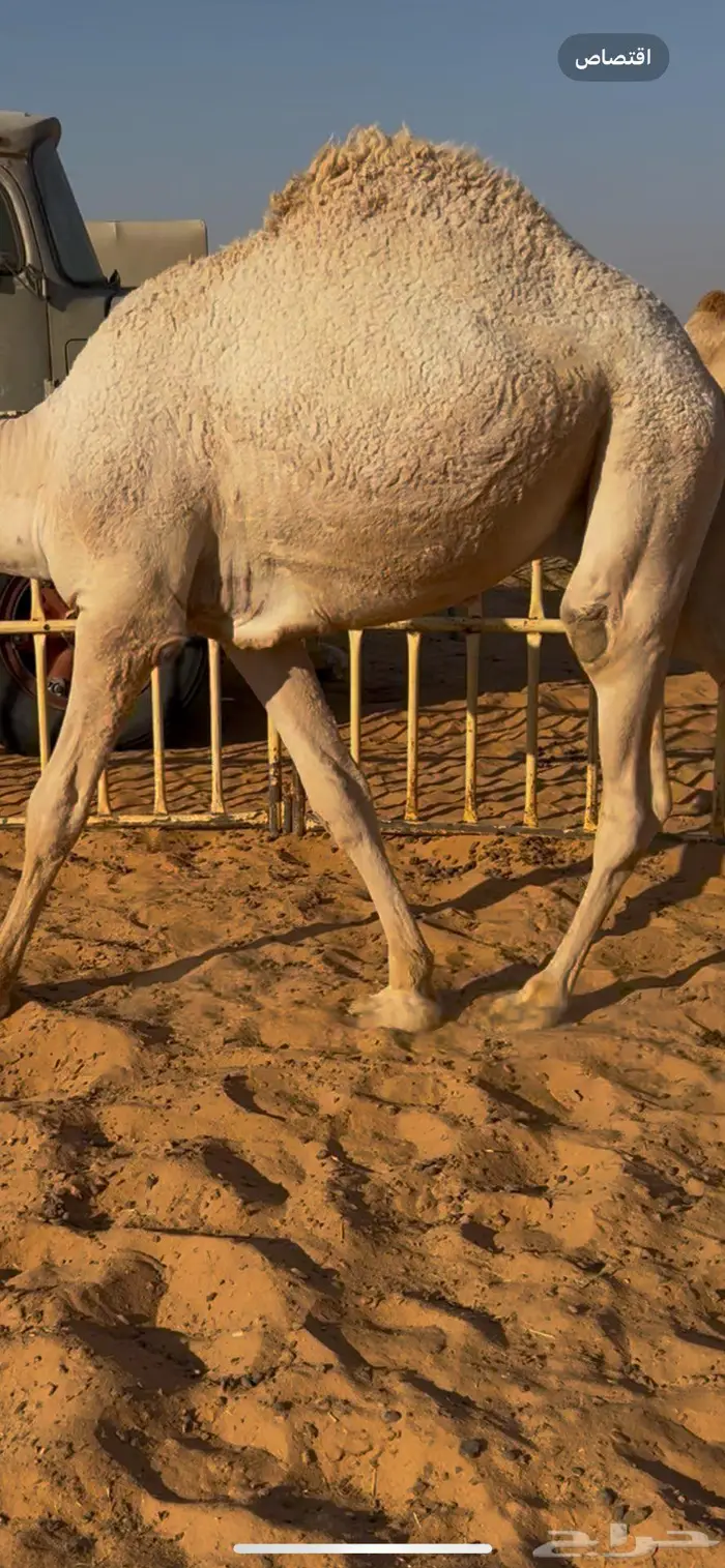 قعدان قصب طيبه بريات وشرط أنهن افحول 6