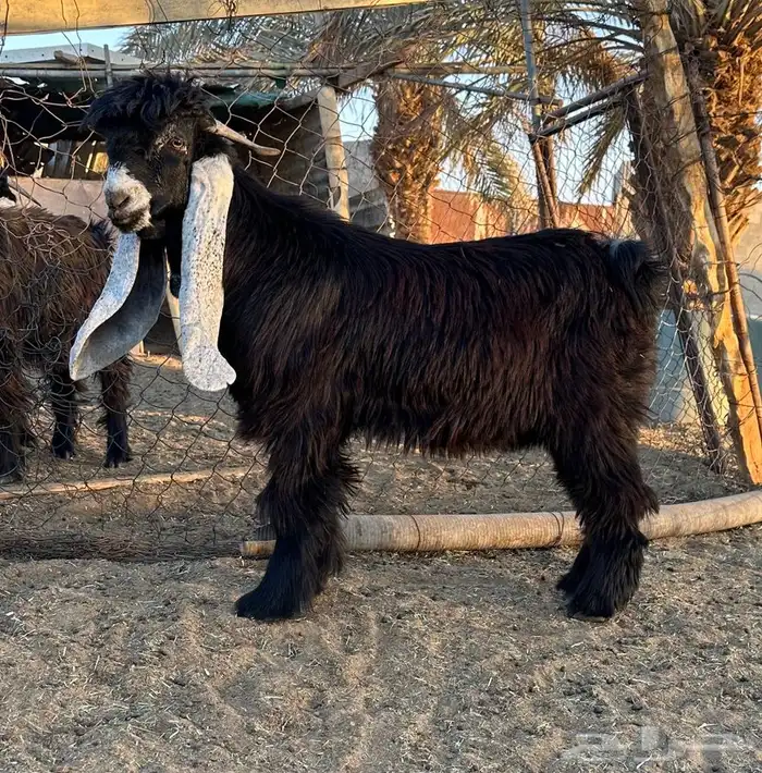 تيس عارضي طيب 1 3