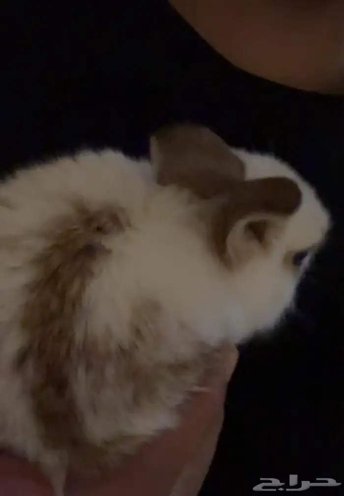 ارنب فرنسي قزم 0