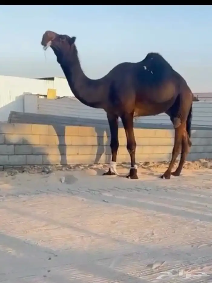 رباع ولد سليمان الموسى 0