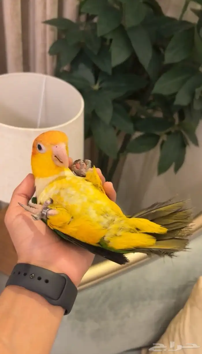 فرخ كايك اليف وهدد ( المهرج ) 3