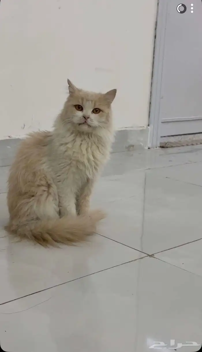 قطوه شيرازيه 0