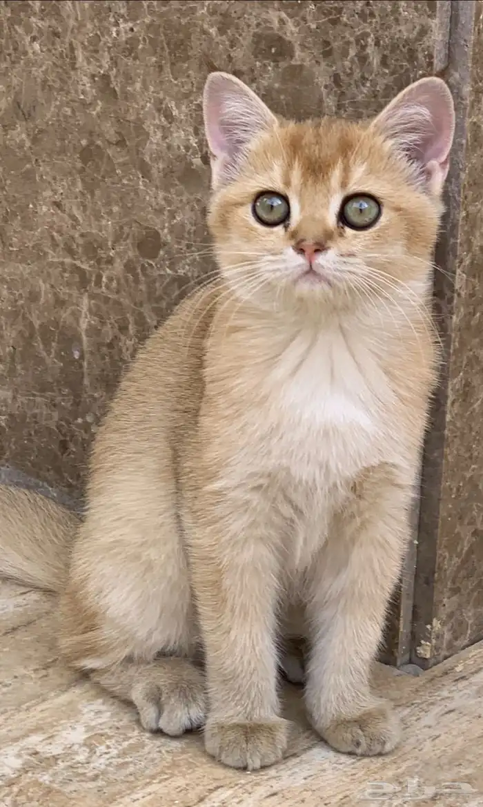 قطة سكوتش جولد 1