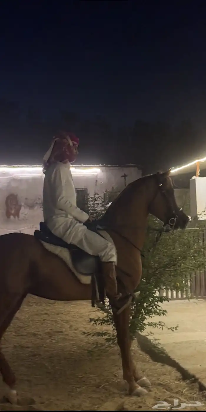 حصان شيخ وصغير بعمره 2