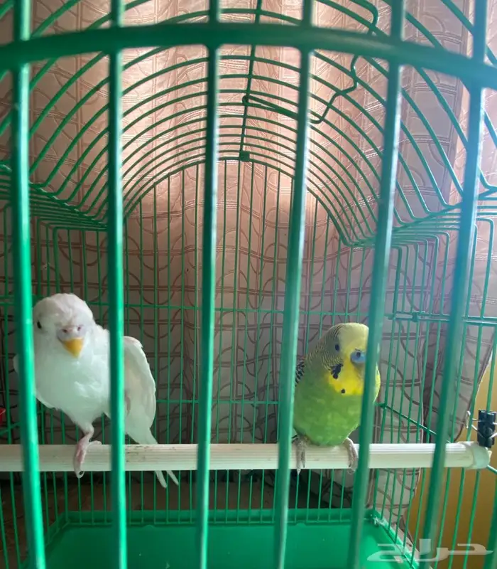 زوج طيور حب 3