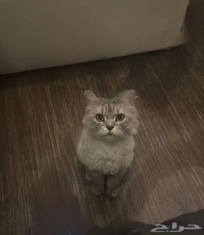 قط مفقود في خميس مشيط 0