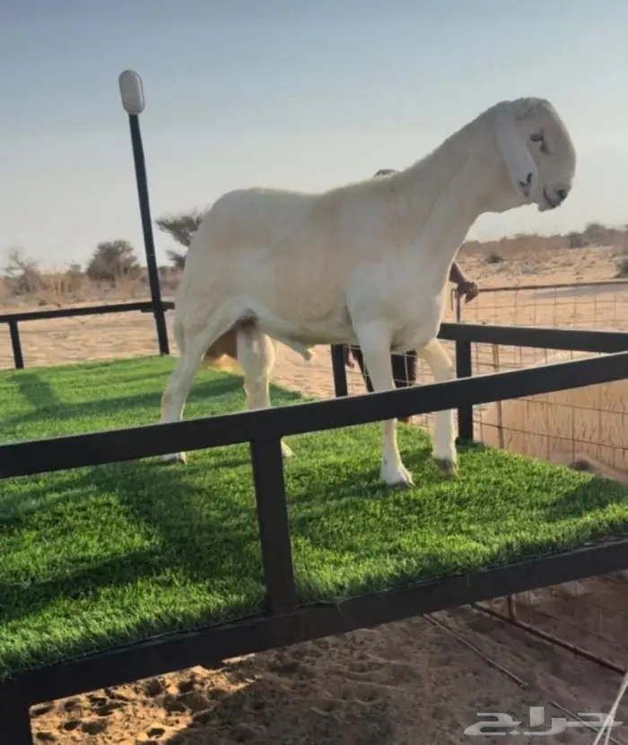 للبيع مشروع فحل حري صنف الصنف 1