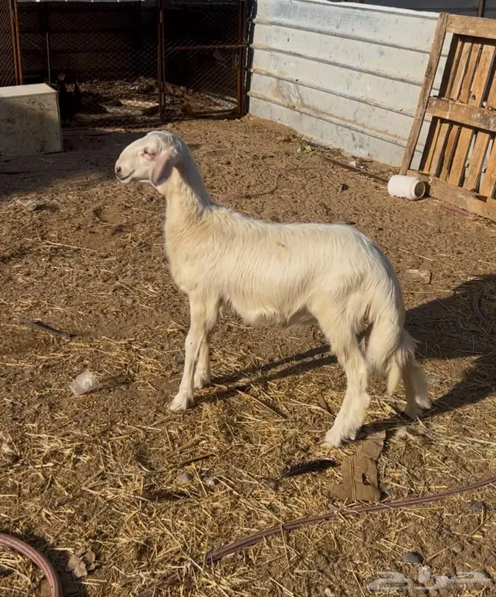 مشروع فحل عمره شهرين ونص 0