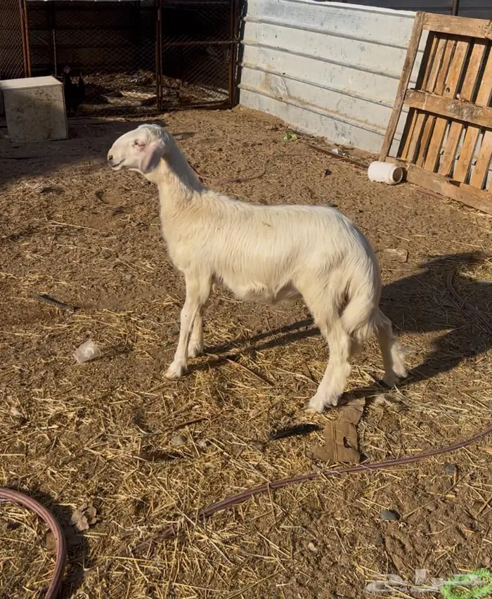 مشروع فحل عمره شهرين ونص 1