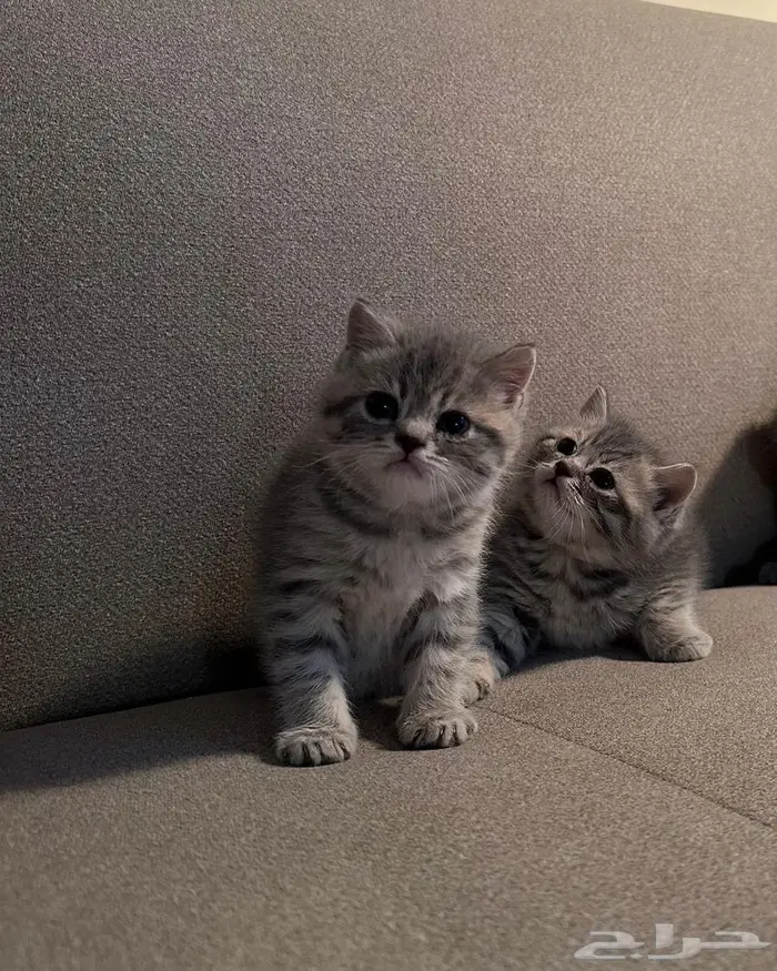 قط سكوتش للبيع 0