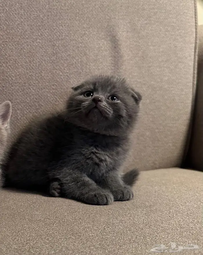 قط سكوتش فولد للبيع 0