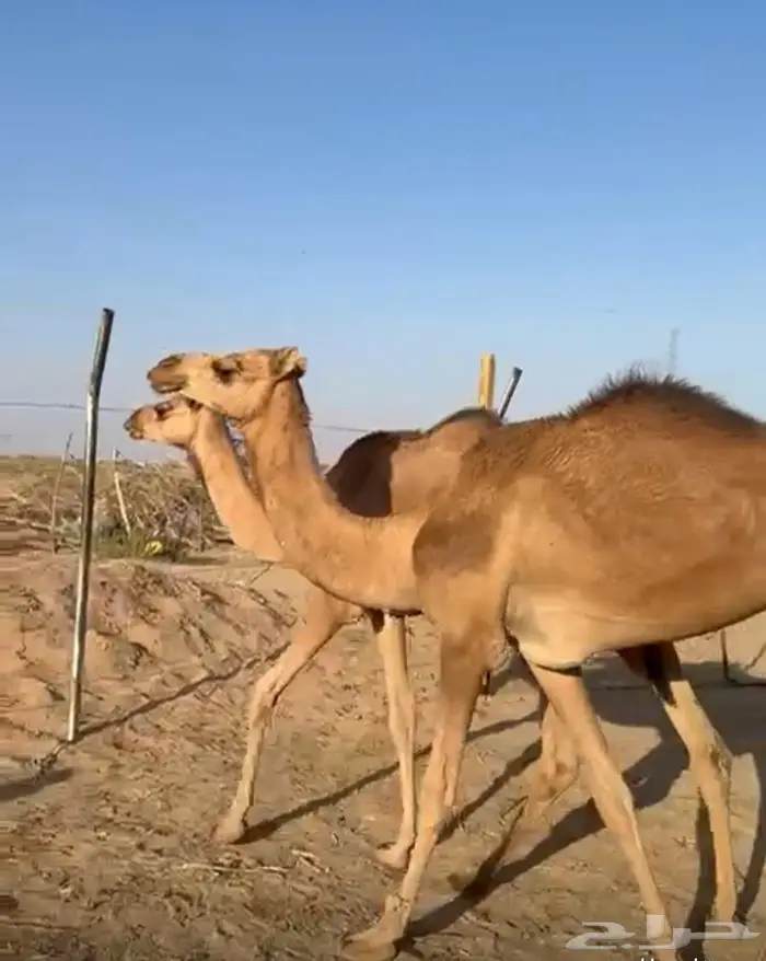 حقايق للبيع 0