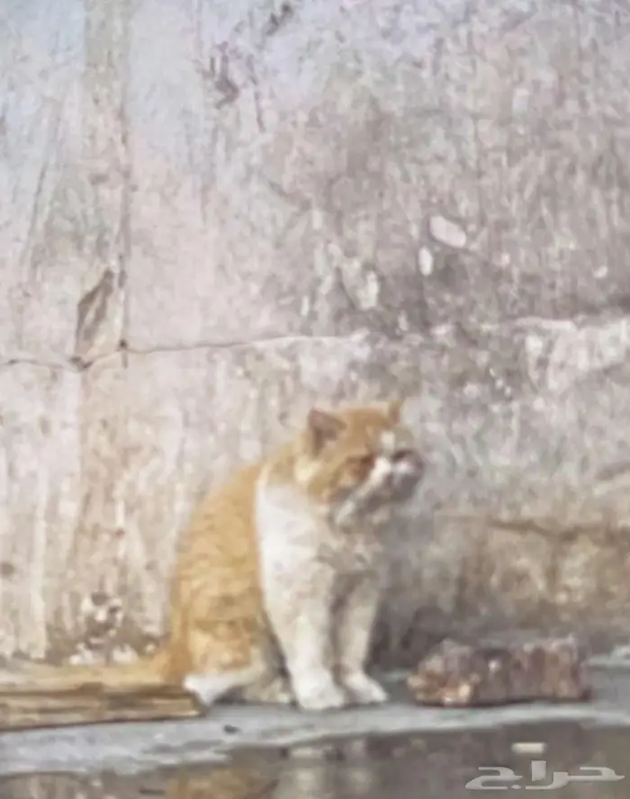 قطوة بيت بغرناطة عند محطة الصامل 1