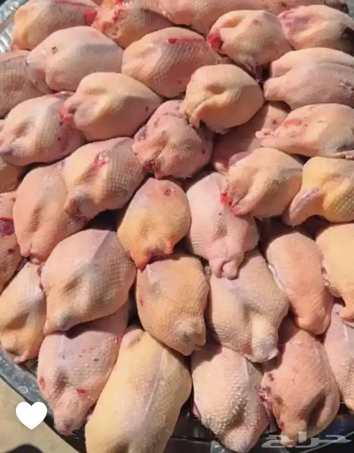 طيور دخل محلي كميه قليله سعر طيب 0