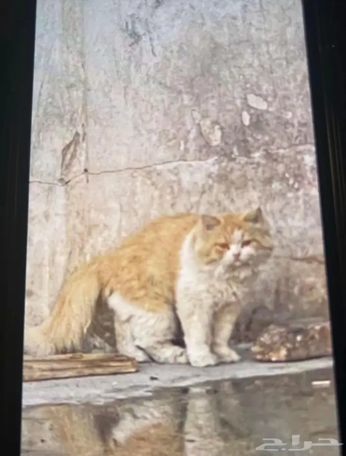 قطوة بيت بغرناطة عند محطة الصامل 0