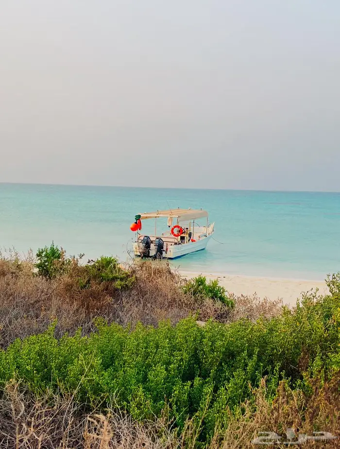 رحلات بحرية (صيد - زيارة جزيرة ماركا) عوائل وعزاب 6