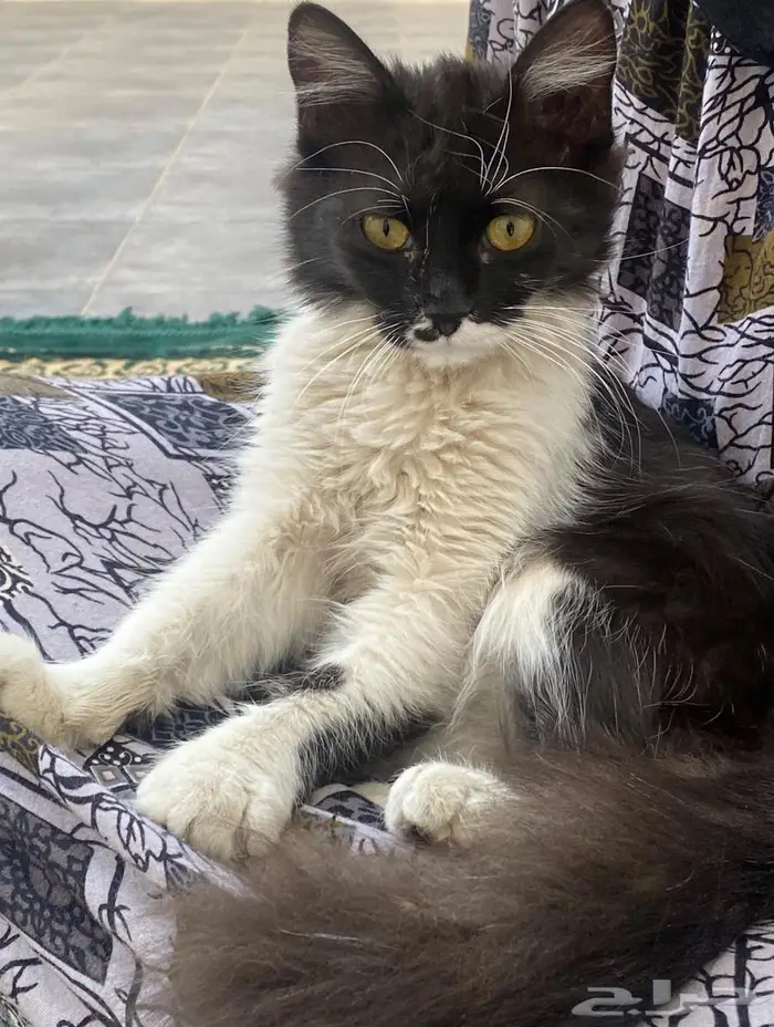 قطه انثى جميله وكيوت تبني 2