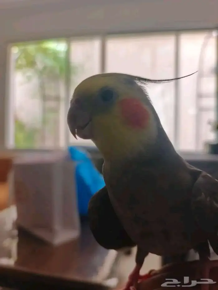 كروان هدد لعوب 0