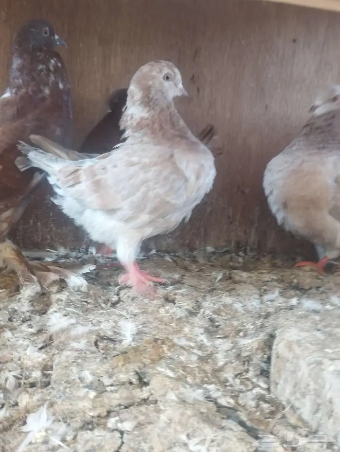 اربع فريد حمام للبيع مودينا ونفاخ ابو مريان 1