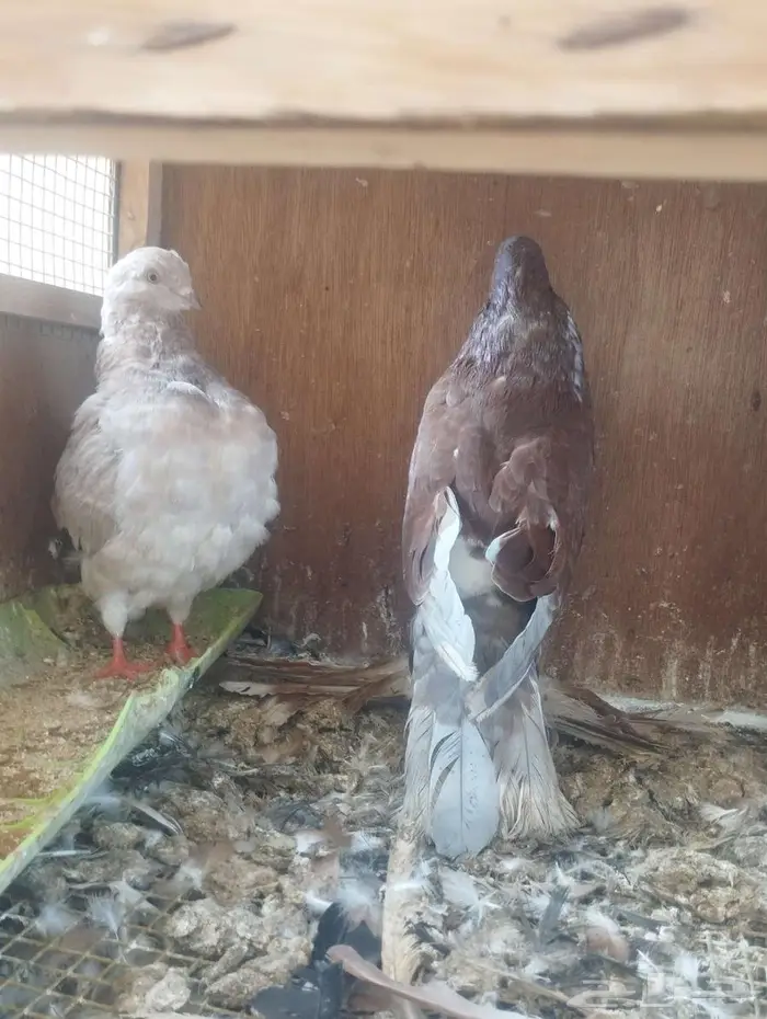 اربع فريد حمام للبيع مودينا ونفاخ ابو مريان 4