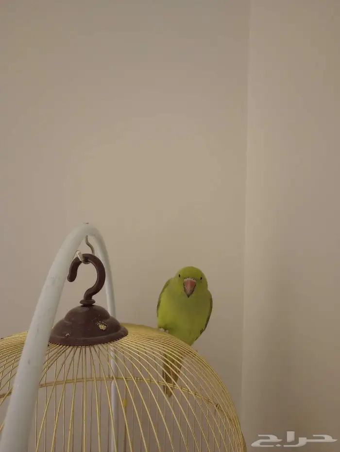 للبيع طير الدرة اللون اخضر 1