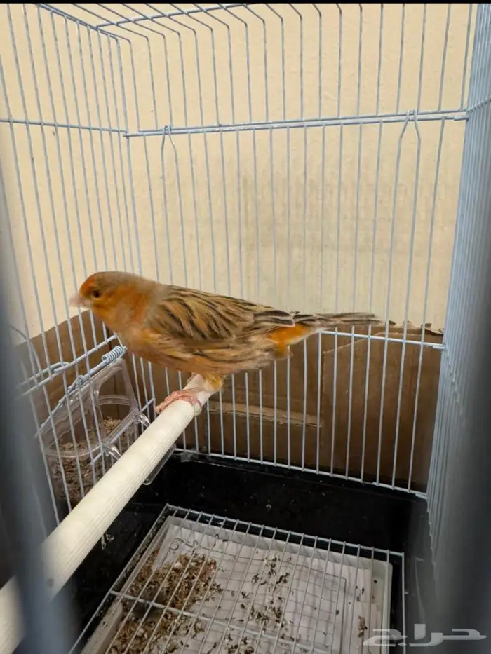 كناري تغريد 2