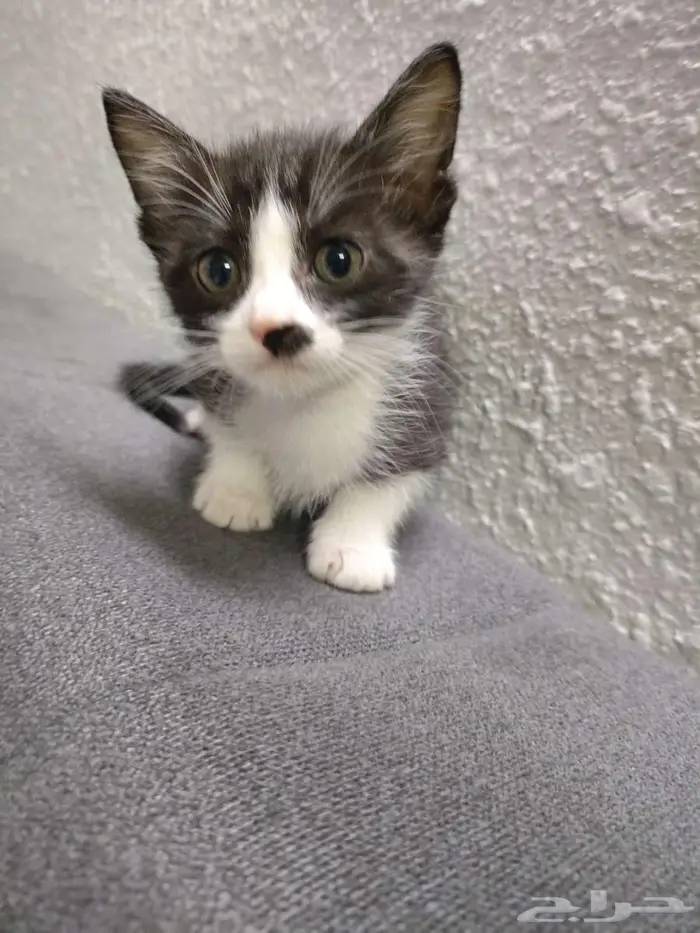 قطط كتن للتبني 2