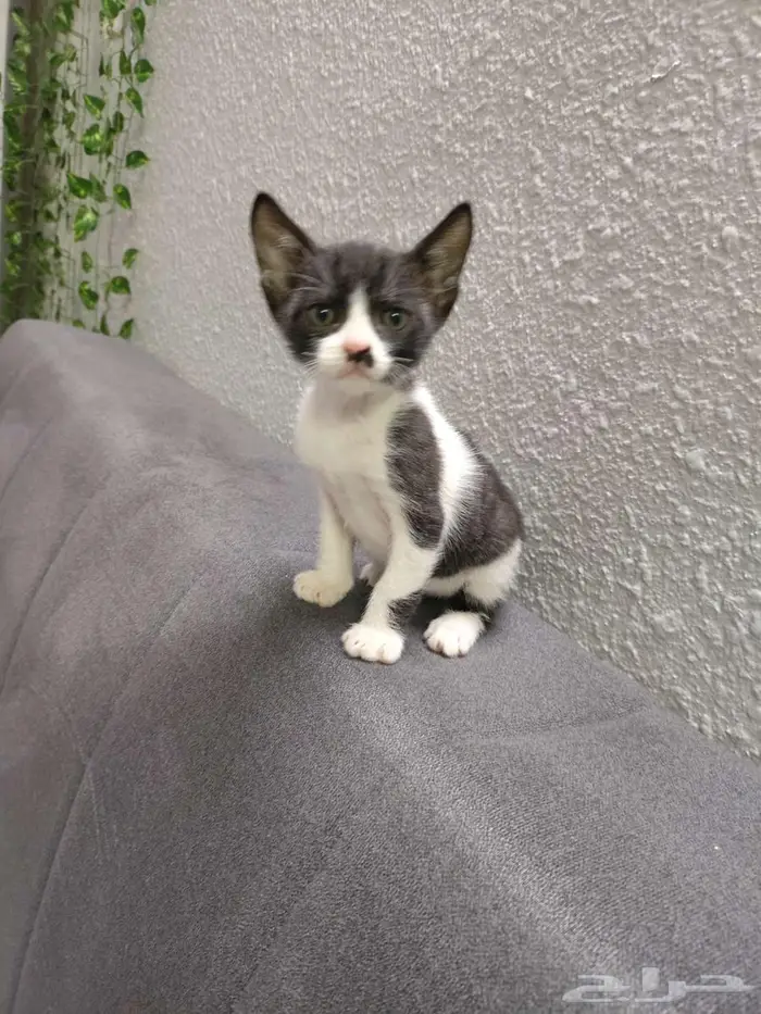 قطط كتن للتبني 3