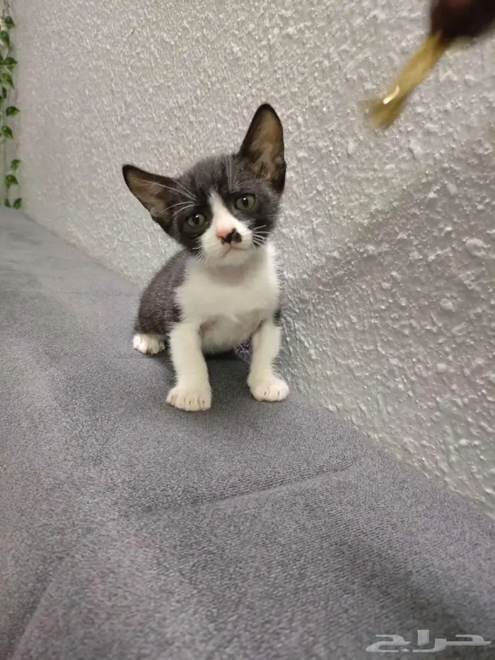 قطط كتن للتبني 4