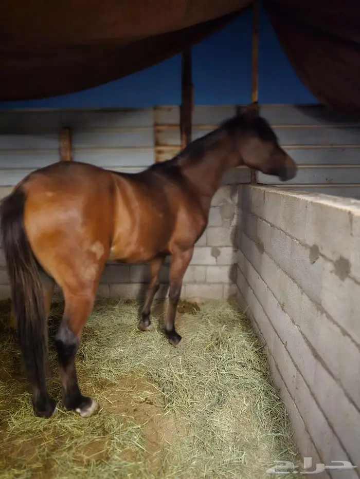 للبيع مهره شعبيه 0