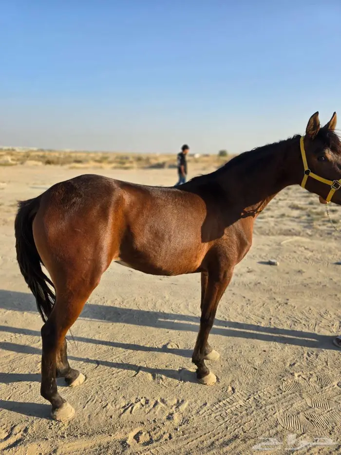 للبيع مهره شعبيه 1