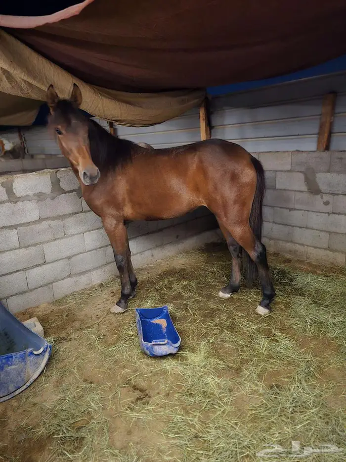 للبيع مهره شعبيه 2