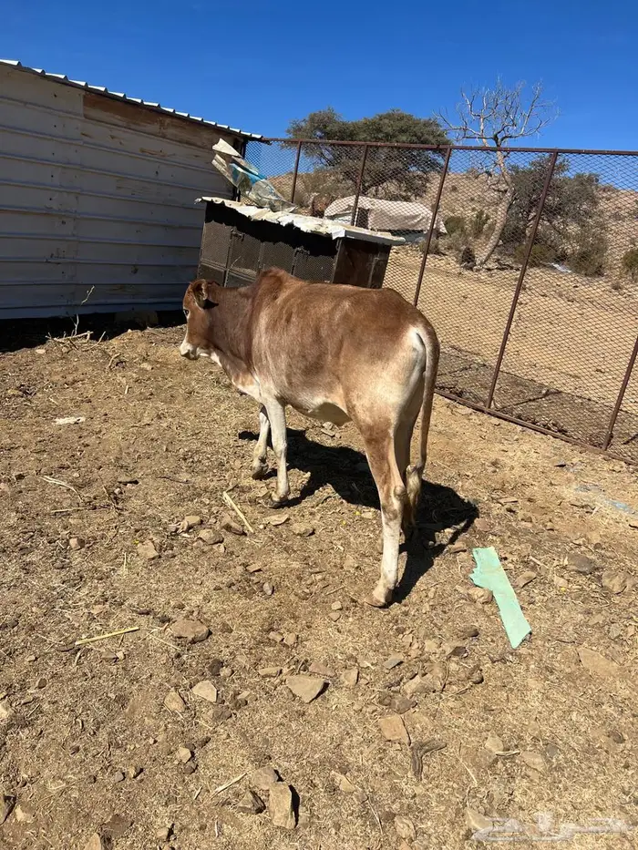 حسيل للبيع 1