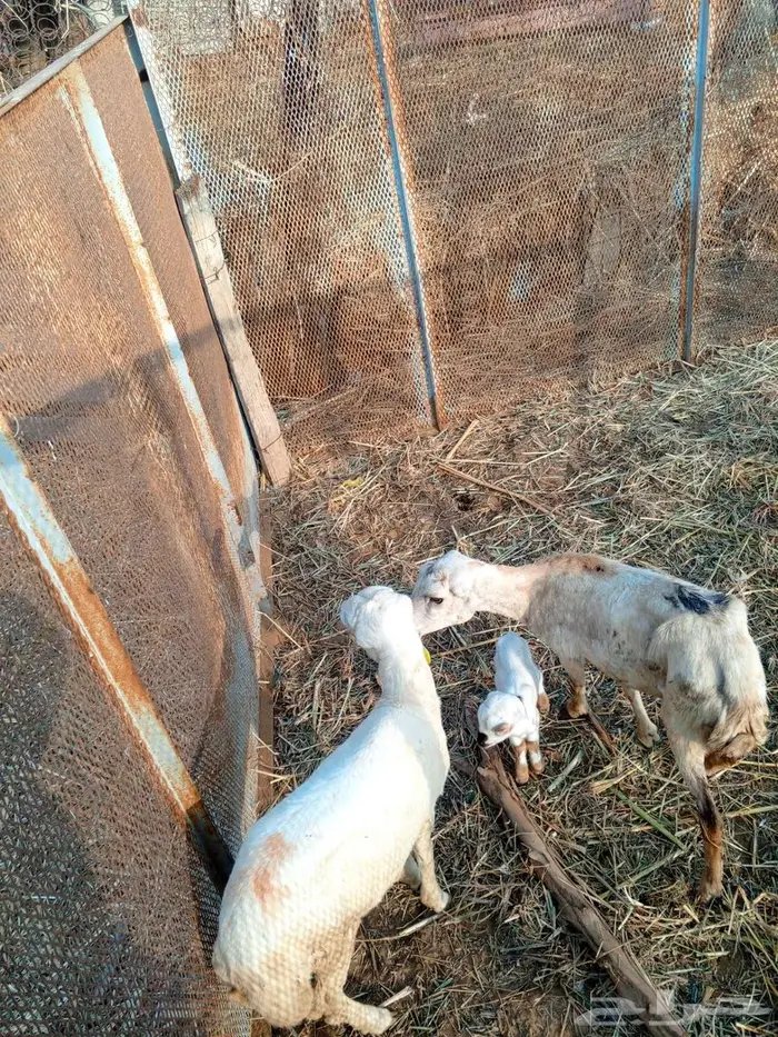 نعجه منتوج معها رخل واحده رخل لحالها 0