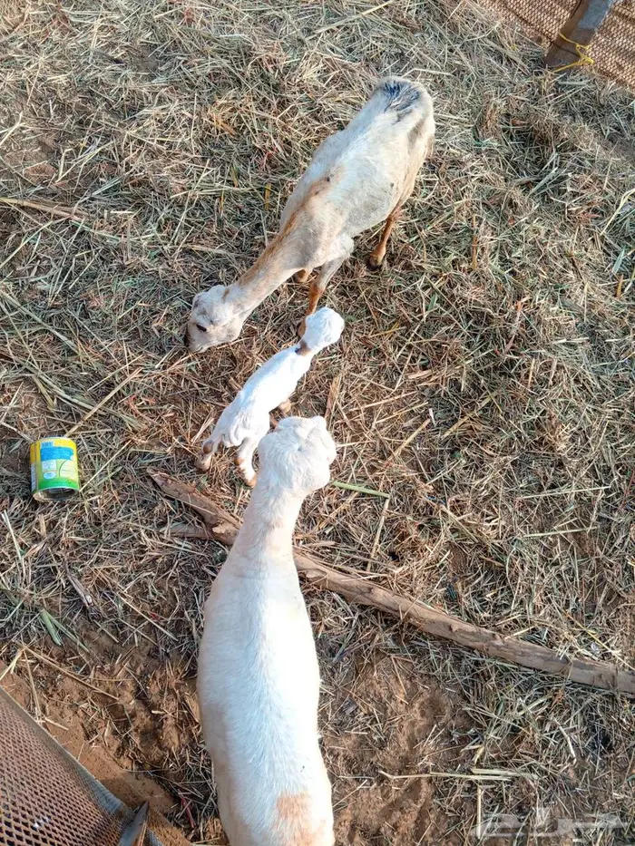 نعجه منتوج معها رخل واحده رخل لحالها 1