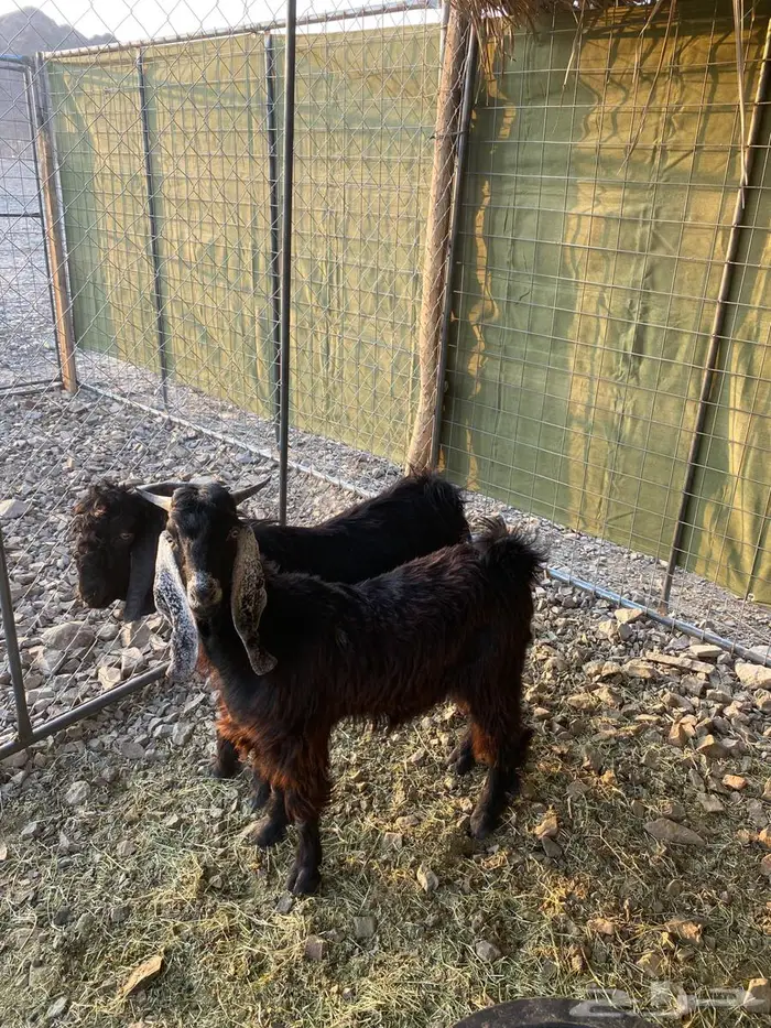 تيوس عوارض جذعان ذبايخ فل شحم ونظاف شرط ماهي مخاصي 1