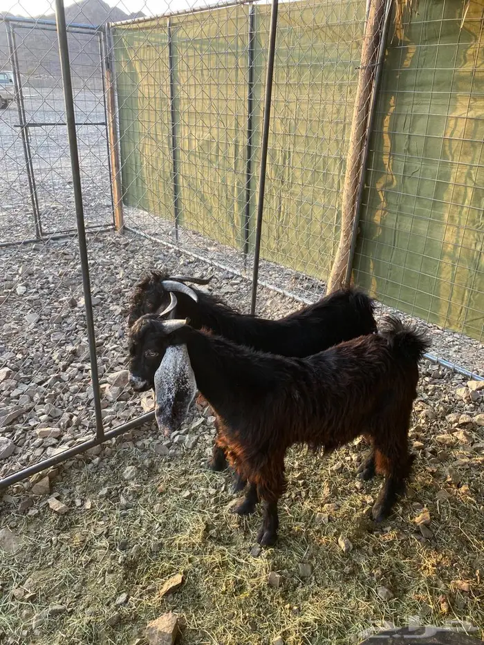 تيوس عوارض جذعان ذبايخ فل شحم ونظاف شرط ماهي مخاصي 0