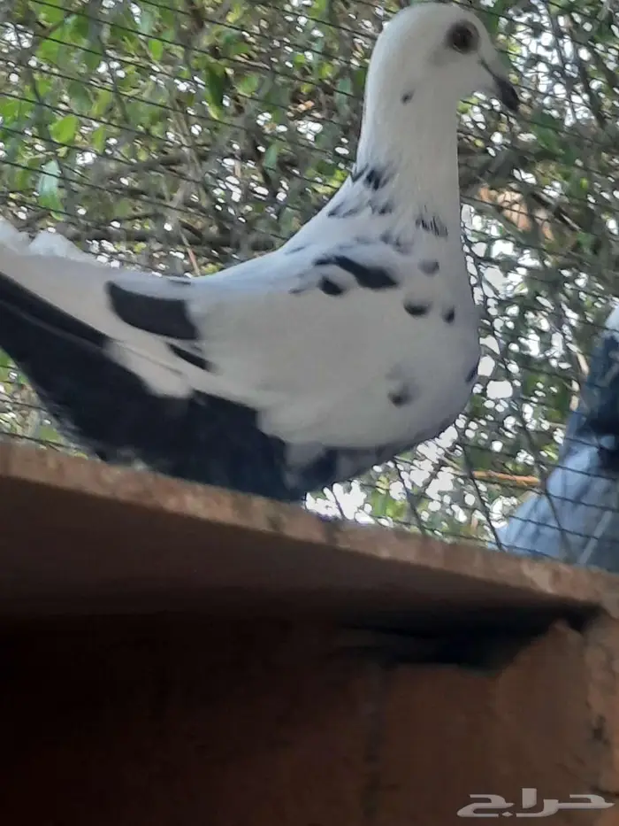 زاجل سباق 13