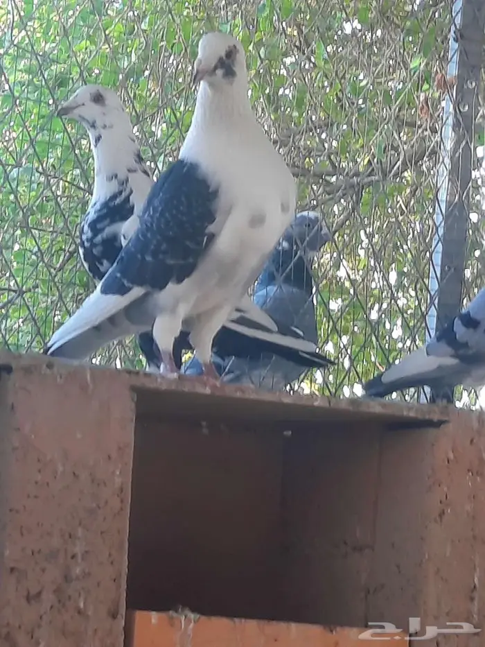 زاجل سباق 12