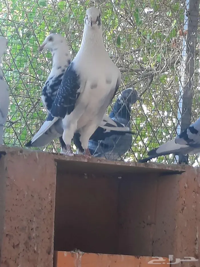 زاجل سباق 11