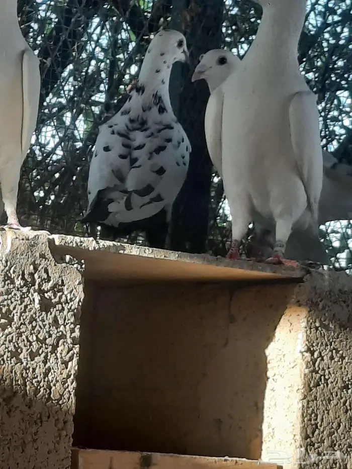 زاجل سباق 17