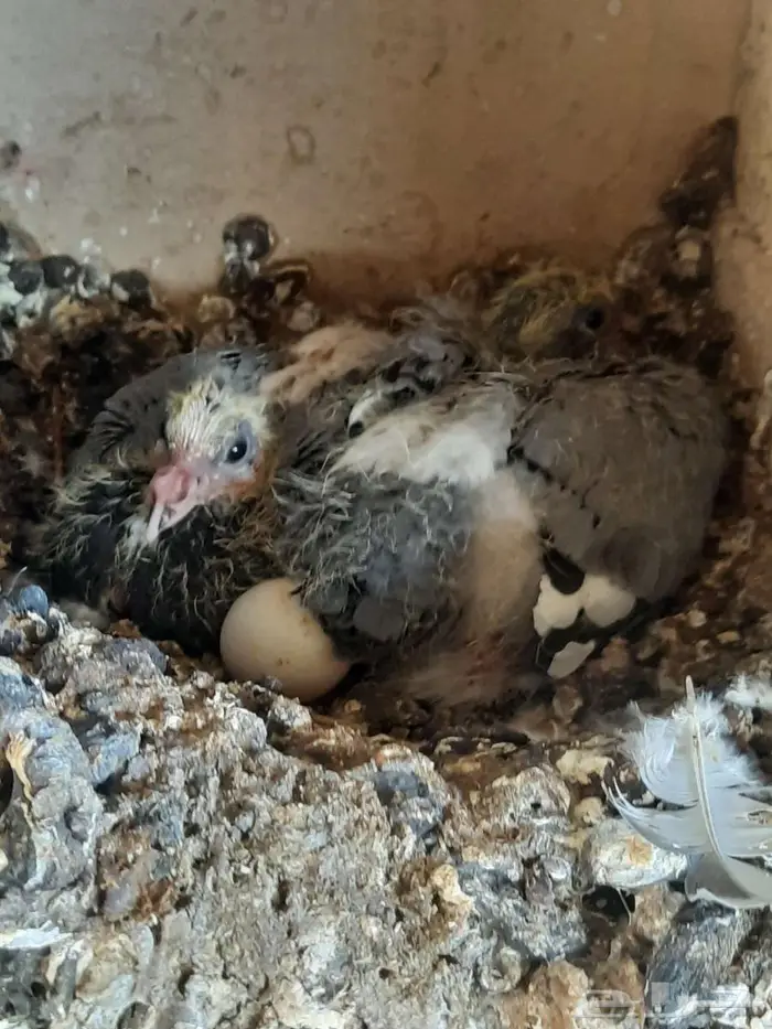 زاجل سباق 19