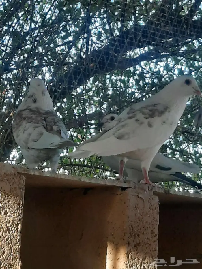 زاجل سباق 18