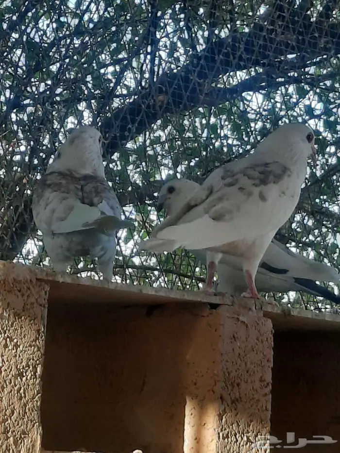 زاجل سباق 20