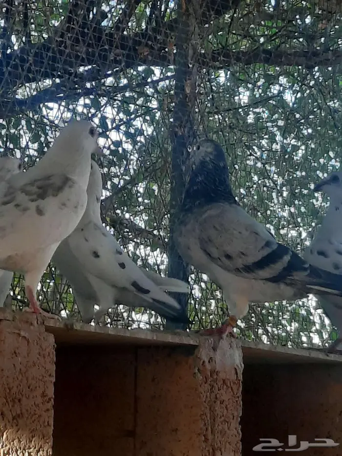 زاجل سباق 21