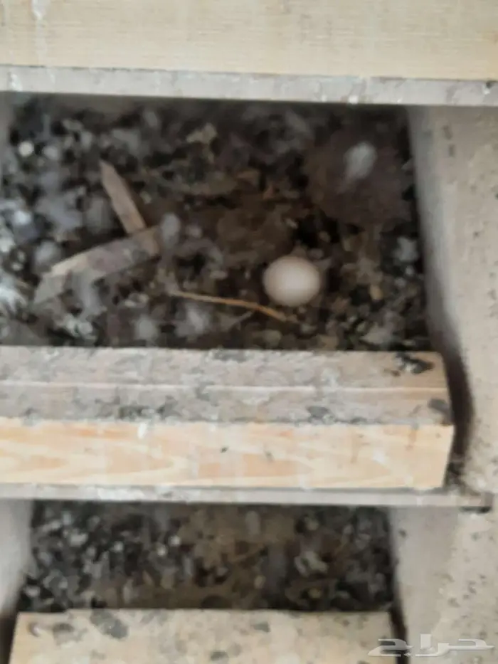 زاجل سباق 23