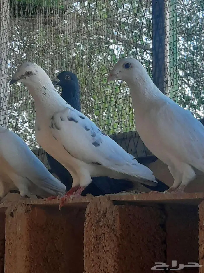 زاجل سباق 22