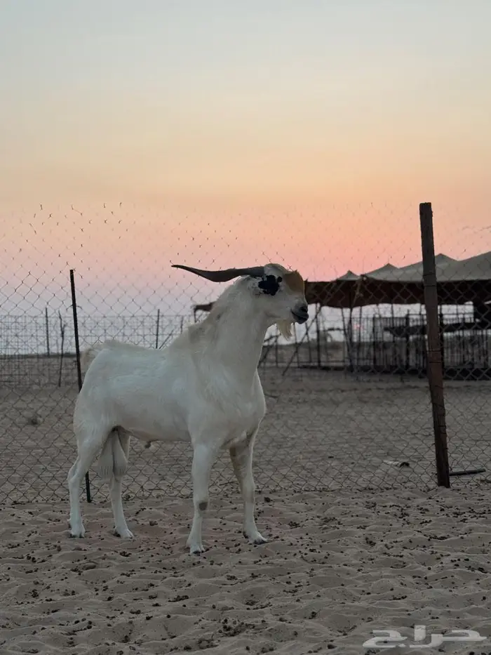 للبيع فحل بيشي صنف فاخر 0